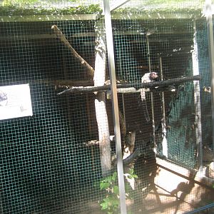 Skærup Zoo - Callithricid exhibit #4