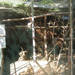 Skærup Zoo - Callithricid exhibit #5