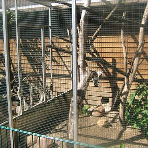 Skærup Zoo - Callithricid exhibit #6