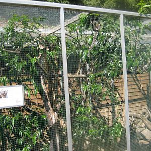 Skærup Zoo - Callithricid exhibit #7