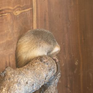 Suspected Northern Tamandua at Aggieland Safari