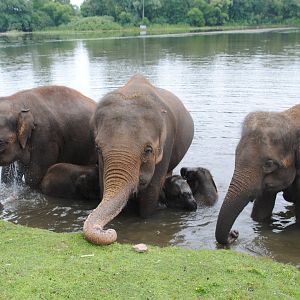 Asiatic Elephants during Elephant Swim Demonstration