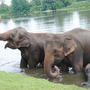 Asiatic Elephants during Elephant Swim Demonstration
