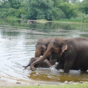 Asiatic Elephants exiting the lake after Elephant Swim Demonstration