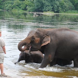 Asiatic Elephants exiting the lake after Elephant Swim Demonstration