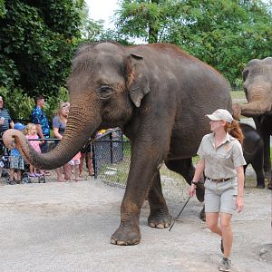 Asiatic Elephants being led away after Elephant Swim Demonstration