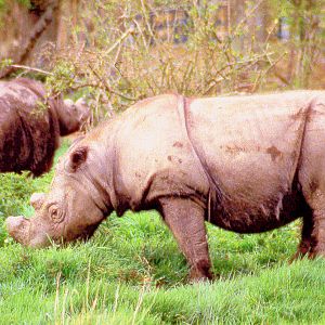 Sumatran rhinoceros; Port Lympne; late 1980s