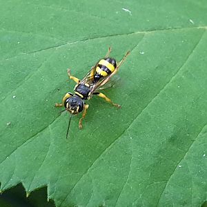 Field digger wasp - Melinus arvensis
