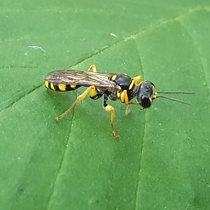 Field digger wasp - Melinus arvensis