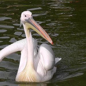 Great white Pelican