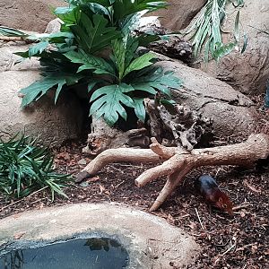 Enclosure Black and rufous sengi and Robin-chat