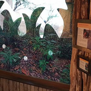 Sengi and Robin-chat enclosure