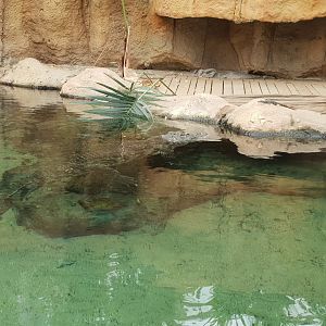 Nile crocodile enclosure