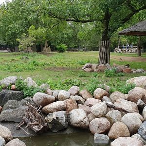 Chapman zebra - Ostrich part of the Savanna