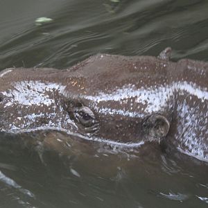 Pygmy hippo