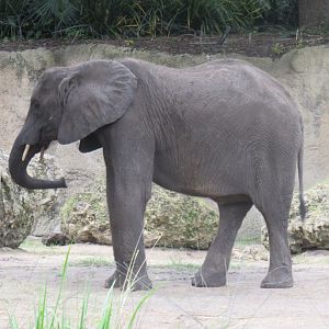 Caring for giants tour