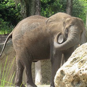 Caring for giants tour