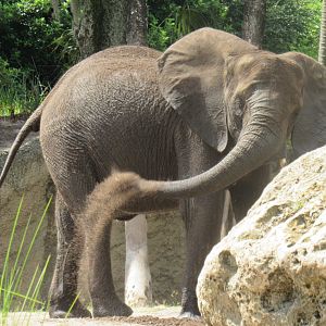 Caring for giants tour