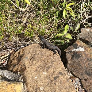 Black Girdled Lizard (Cordylus niger)