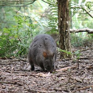 Red-bellied Pademelon (Thylogale billardierii)