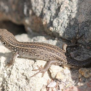 White's Rock-Skink (Liopholis whitii)