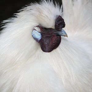 Silkie