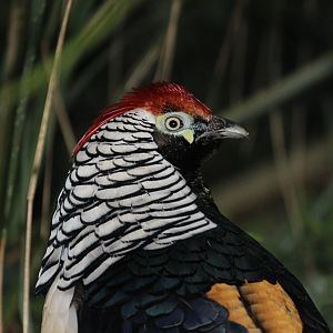'Lady Amherst's' Hybrid Pheasant