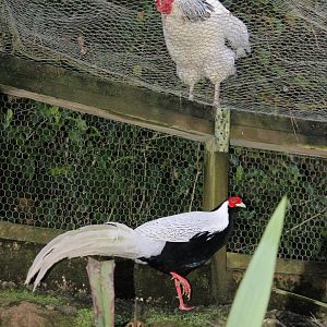 Silver Pheasant cock & Chicken