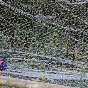 Purple Swamphen & Kaka