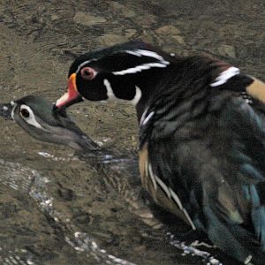 Carolina Wood Ducks mating