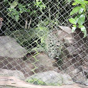 Reeves's Pheasant hens