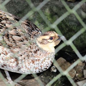 Reeves's Pheasant hen
