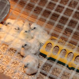 Silkie chicks