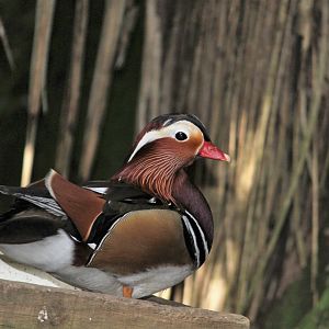 Mandarin Duck drake
