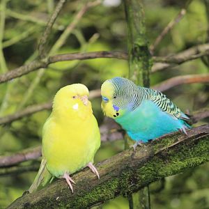 Budgerigars