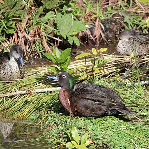Brown Teal and Grey Teals