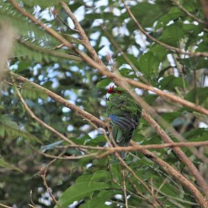 Red-crowned Parakeet
