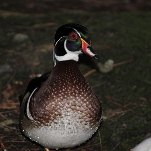 Carolina Wood Duck drake