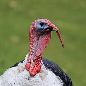 Tom Turkey