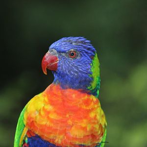Rainbow Lorikeet