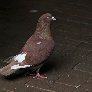 Domestic Pigeon