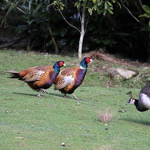 Peahen & Common Pheasant cocks