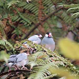 Java Sparrows