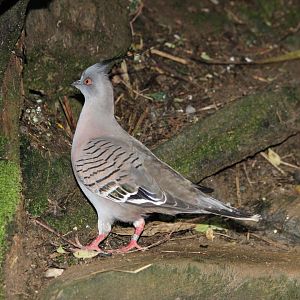 Crested Pigeon