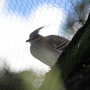 Crested Pigeon