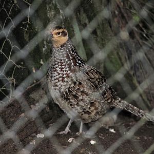 Reeves's Pheasant hen