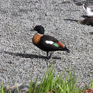 Chestnut-breasted Shelduck drake
