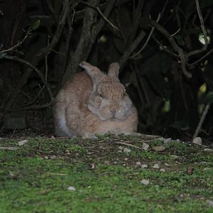 Flemish Giant at the car park