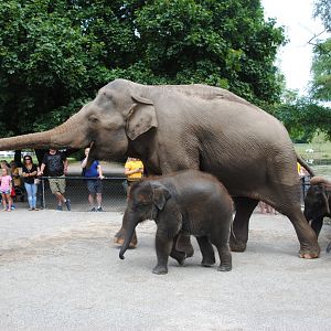 Asiatic Elephants being led away after Elephant Swim Demonstration