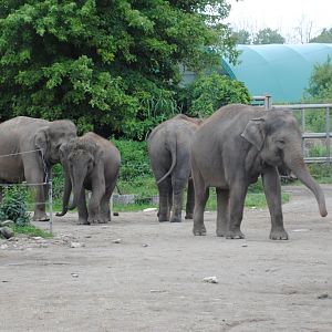 Asiatic Elephants Compound